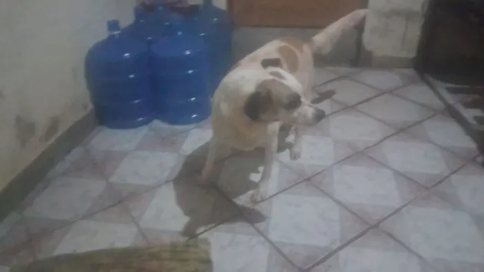 Cachorro raça SRD-ViraLata idade 4 anos nome BETINA 