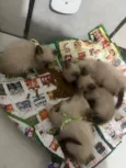 areia , anjinha, rosa , medinho