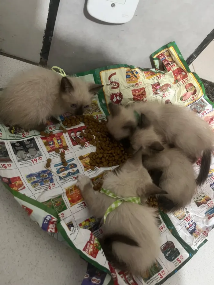 Gato raça SRD-ViraLata idade Abaixo de 2 meses nome areia , anjinha, rosa , medinho