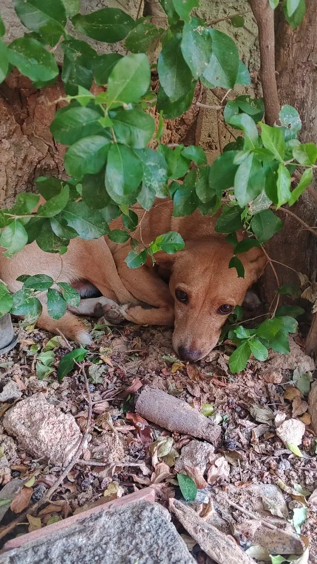 Cachorro raça SRD-ViraLata idade 2 a 6 meses nome thor