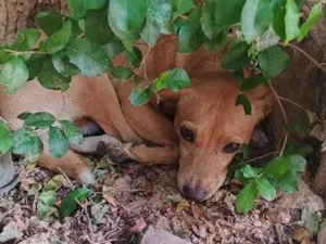 Cachorro raça SRD-ViraLata idade 2 a 6 meses nome thor