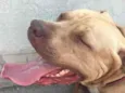 Brutus