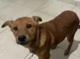 kira