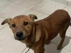 Cachorro raça SRD-ViraLata idade 2 a 6 meses nome kira