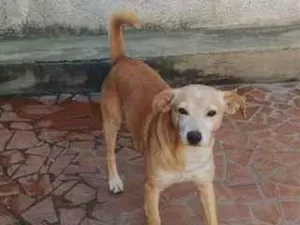 Cachorro raça SRD-ViraLata idade 2 a 6 meses nome bob