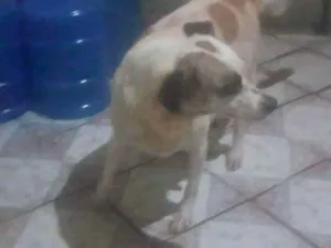 Cachorro raça SRD-ViraLata idade 4 anos nome BETINA 