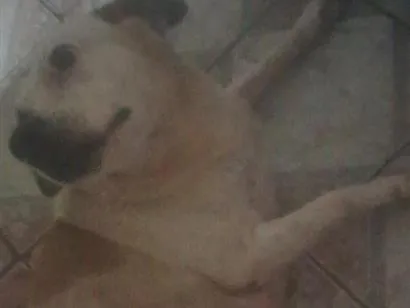 Cachorro raça SRD-ViraLata idade 4 anos nome BETINA