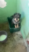 Toby 