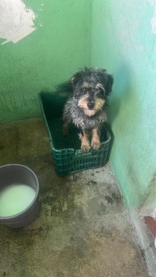 Cachorro raça SRD-ViraLata idade 2 a 6 meses nome Toby 