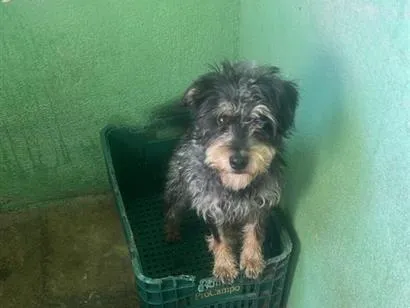 Cachorro raça SRD-ViraLata idade 2 a 6 meses nome Toby 