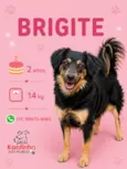 Brigite