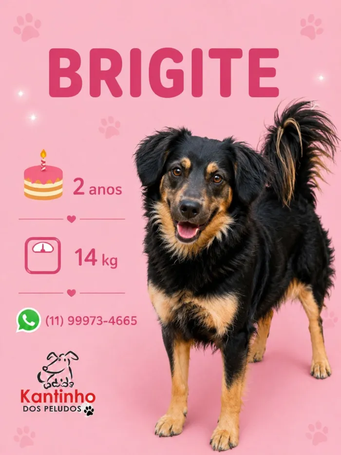 Cachorro raça SRD-ViraLata idade 2 anos nome Brigite