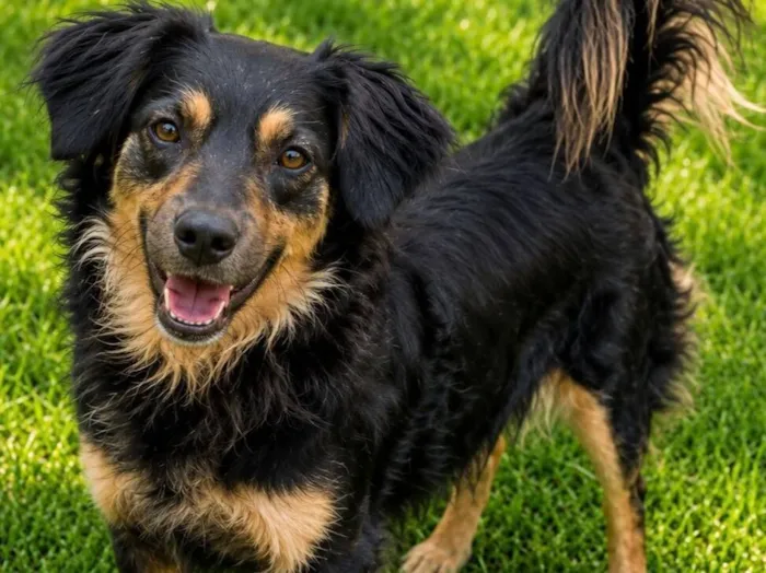 Cachorro raça SRD-ViraLata idade 2 anos nome Brigite