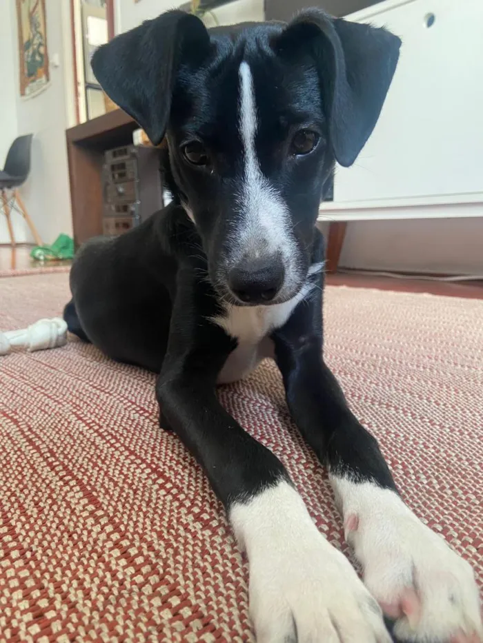 Cachorro raça SRD-ViraLata idade 2 a 6 meses nome Ísis