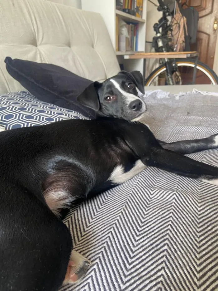 Cachorro raça SRD-ViraLata idade 2 a 6 meses nome Ísis