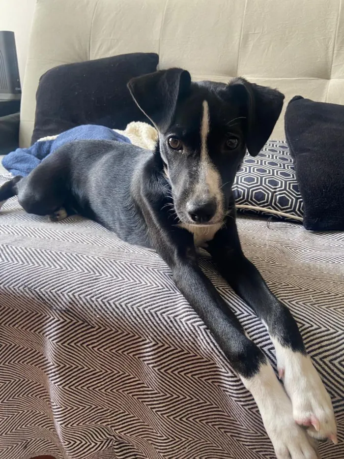Cachorro raça SRD-ViraLata idade 2 a 6 meses nome Ísis