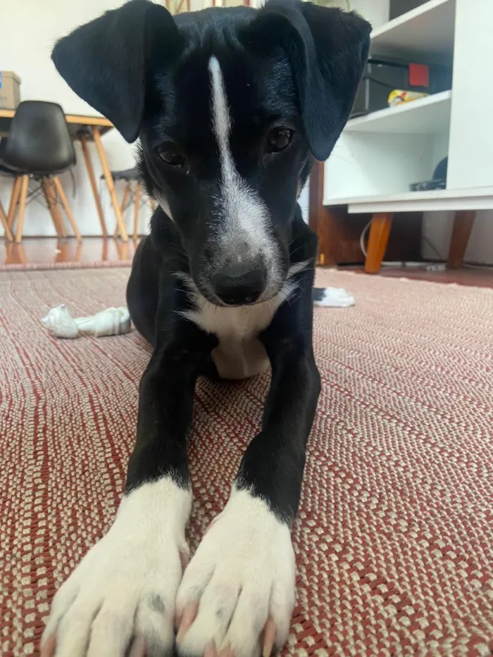 Cachorro raça SRD-ViraLata idade 2 a 6 meses nome Ísis