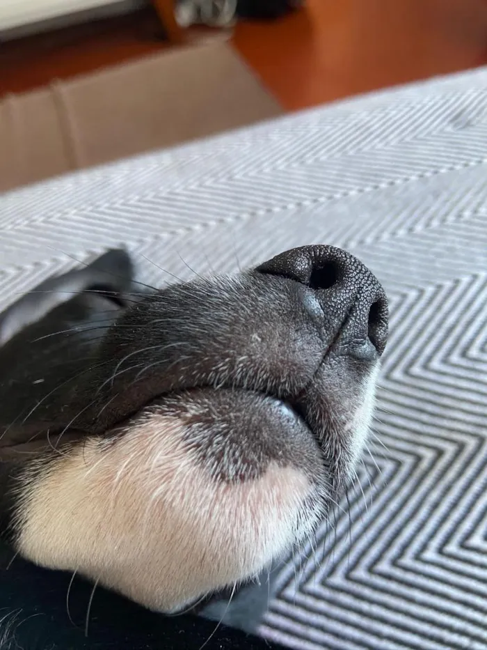 Cachorro raça SRD-ViraLata idade 2 a 6 meses nome Ísis