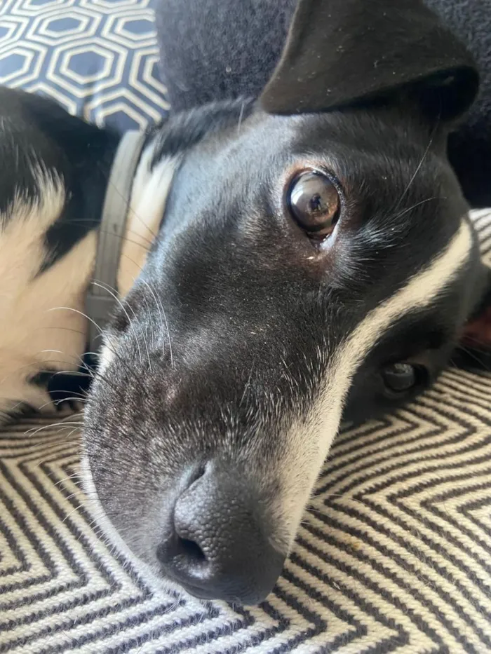 Cachorro raça SRD-ViraLata idade 2 a 6 meses nome Ísis