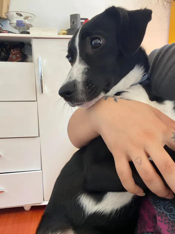 Cachorro raça SRD-ViraLata idade 2 a 6 meses nome Ísis