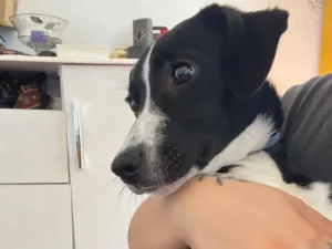 Cachorro raça SRD-ViraLata idade 2 a 6 meses nome Ísis