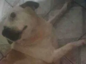 Cachorro raça SRD-ViraLata idade 4 anos nome BETINA