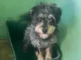 Toby 