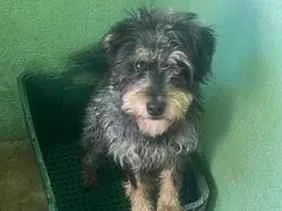 Cachorro raça SRD-ViraLata idade 2 a 6 meses nome Toby 