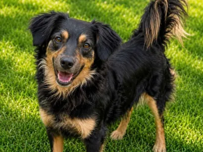 Cachorro raça SRD-ViraLata idade 2 anos nome Brigite