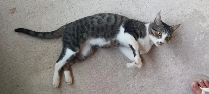 Gato raça SRD-ViraLata idade 2 anos nome Sheldon