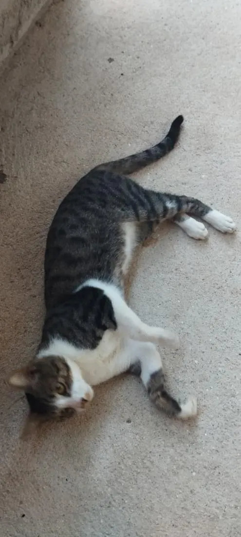 Gato raça SRD-ViraLata idade 2 anos nome Sheldon