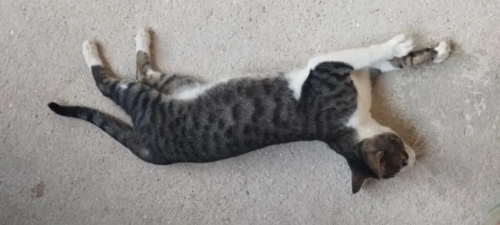 Gato raça SRD-ViraLata idade 2 anos nome Sheldon