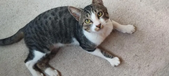 Gato raça SRD-ViraLata idade 2 anos nome Sheldon