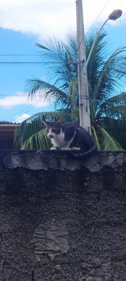 Gato raça SRD-ViraLata idade 2 anos nome Sheldon