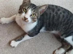 Gato raça SRD-ViraLata idade 2 anos nome Sheldon