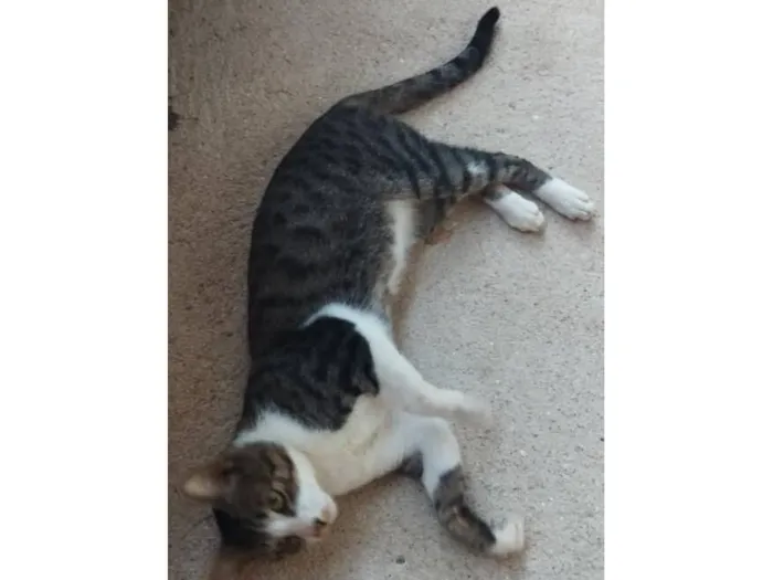 Gato raça SRD-ViraLata idade 2 anos nome Sheldon