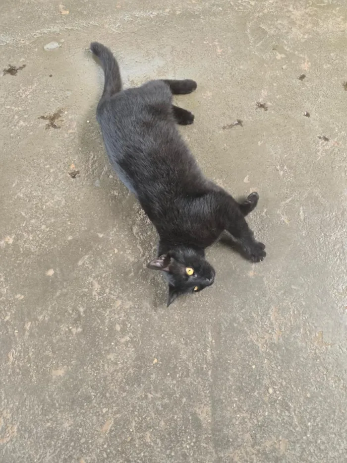 Gato raça SRD-ViraLata idade 2 anos nome Nana