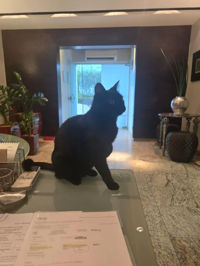 Gato raça SRD-ViraLata idade 2 anos nome Nana