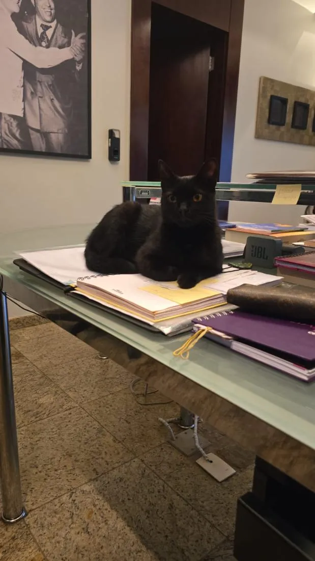 Gato raça SRD-ViraLata idade 2 anos nome Nana