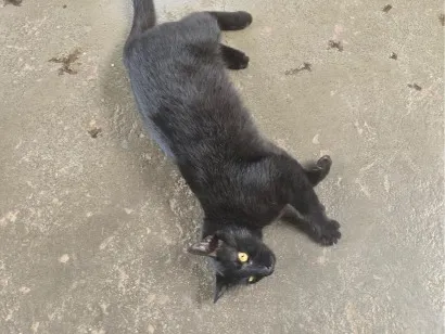 Gato raça SRD-ViraLata idade 2 anos nome Nana