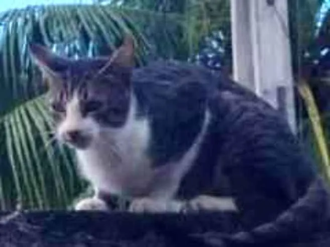 Gato raça SRD-ViraLata idade 2 anos nome Sheldon