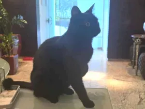 Gato raça SRD-ViraLata idade 2 anos nome Nana