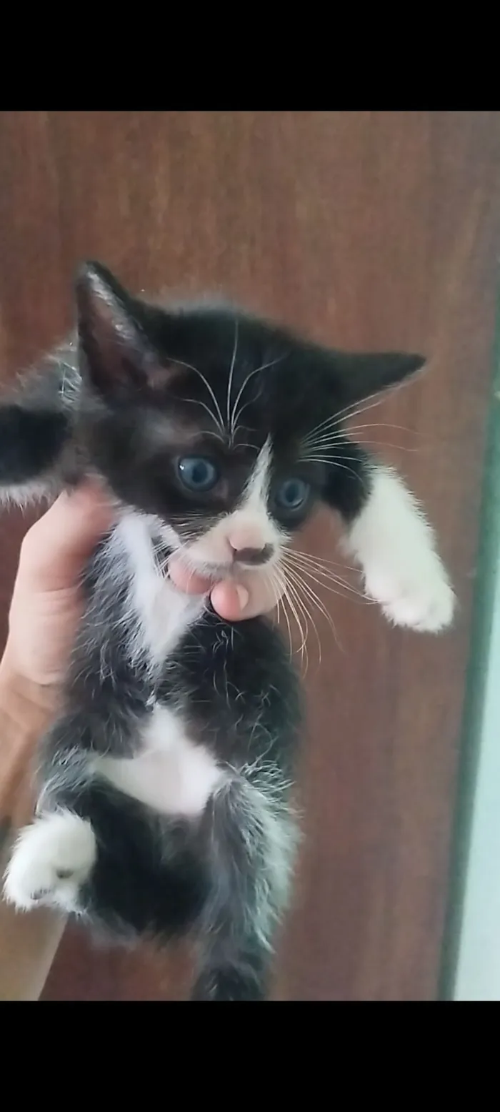 Gato raça SRD-ViraLata idade 2 a 6 meses nome Filhote fêmea, filhote macho