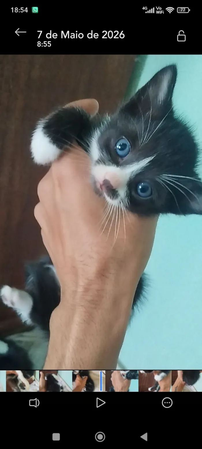 Gato raça SRD-ViraLata idade 2 a 6 meses nome Filhote fêmea, filhote macho