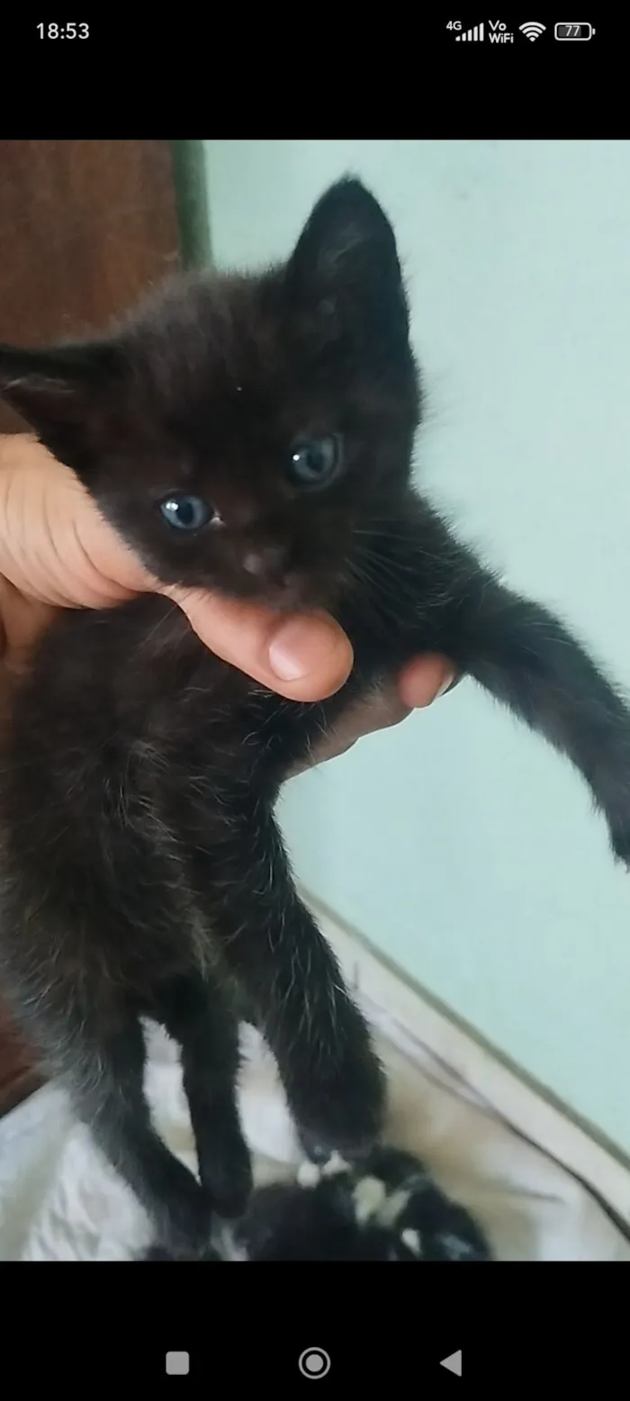 Gato raça SRD-ViraLata idade 2 a 6 meses nome Filhote fêmea, filhote macho
