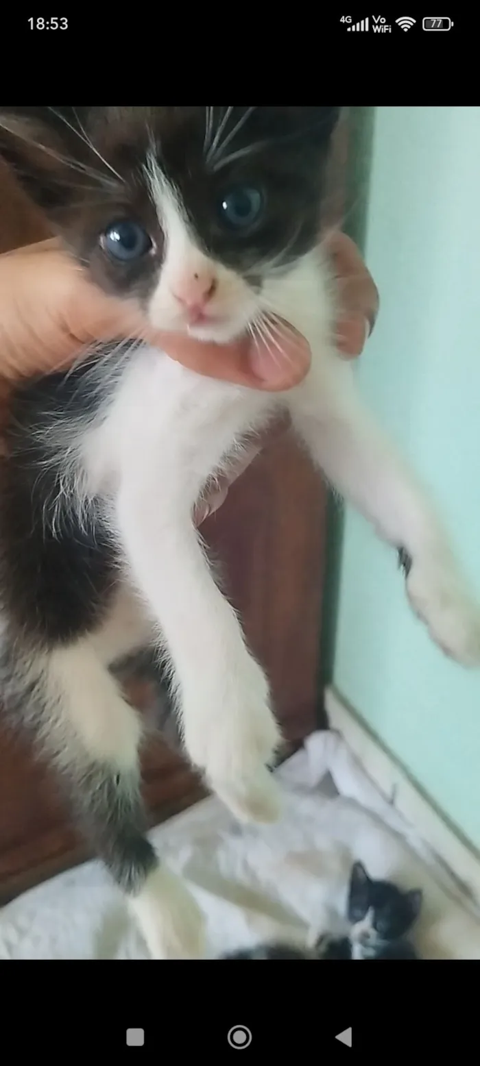 Gato raça SRD-ViraLata idade 2 a 6 meses nome Filhote fêmea, filhote macho