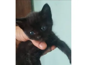 Gato raça SRD-ViraLata idade 2 a 6 meses nome Filhote fêmea, filhote macho