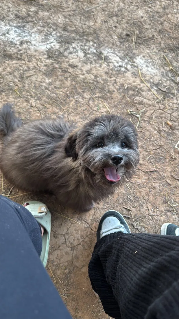 Cachorro raça SRD-ViraLata idade 1 ano nome Theo