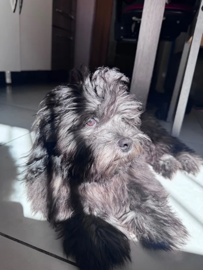 Cachorro raça SRD-ViraLata idade 1 ano nome Theo