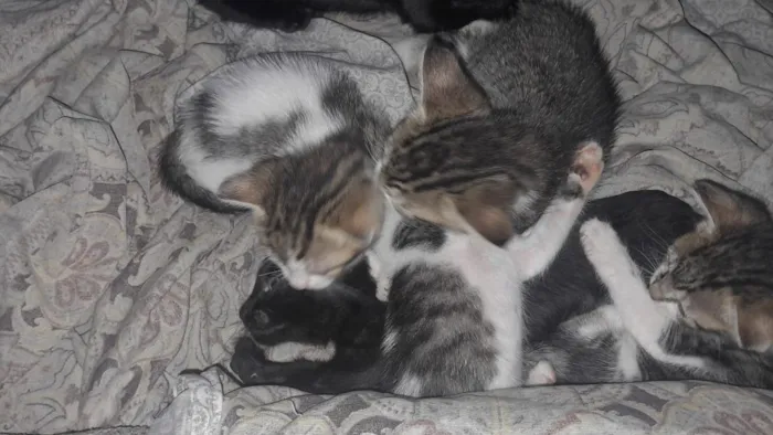 Gato raça SRD-ViraLata idade 2 a 6 meses nome  filhotes nao tem nome a femia grande e docinho e a outra é mia  